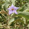 Wolf apple (Solanum lycocarpum)-i