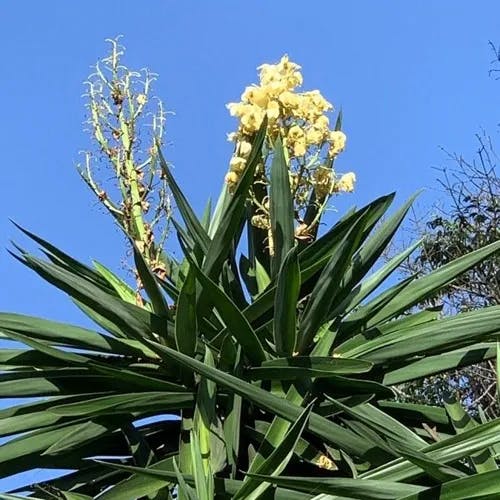 Bluestem yucca (Yucca gigantea)-i