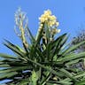 Bluestem yucca (Yucca gigantea)-i