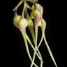 シコウラン（紫香蘭） (Bulbophyllum macraei)-i