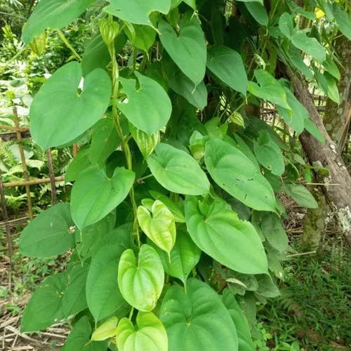 ダイジョ（大薯） (Dioscorea alata)-i