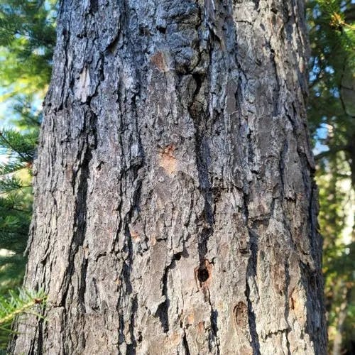 カナダツガ（加奈陀栂） (Tsuga canadensis)-i