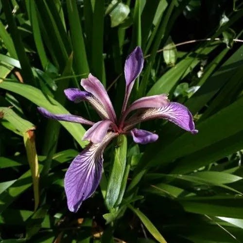 Roast-beef-plant (Iris foetidissima)-i