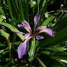 Roast-beef-plant (Iris foetidissima)-i