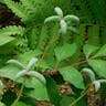 ベニバナヤマシャクヤク（紅花山芍薬） (Paeonia obovata)-i