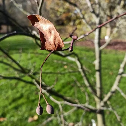 シナノキ（科木） (Tilia japonica)-i