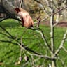 シナノキ（科木） (Tilia japonica)-i