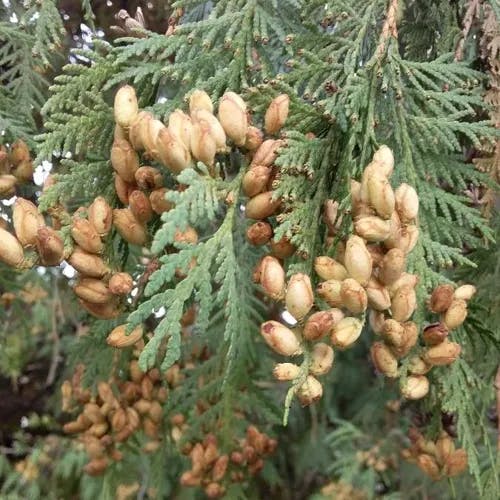 ニオイヒバ（匂檜葉） (Thuja occidentalis)-i