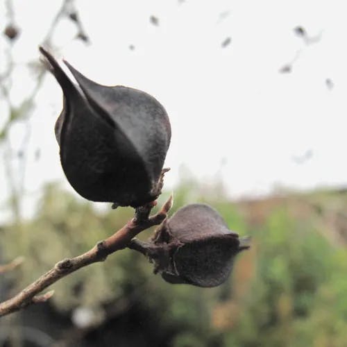 ヒコサンヒメシャラ（英彦山姫沙羅） (Stewartia serrata)-i