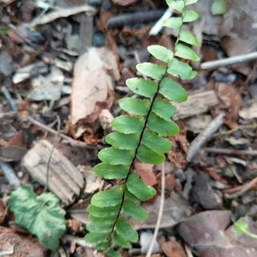 Ebony spleenwort (Asplenium platyneuron)-i