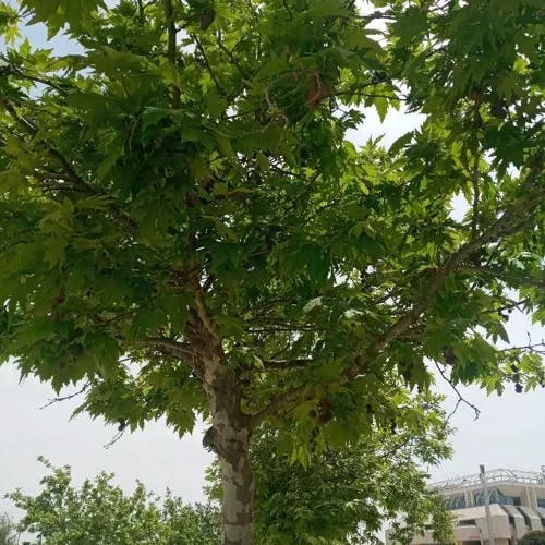 Oriental plane (Platanus orientalis)-i