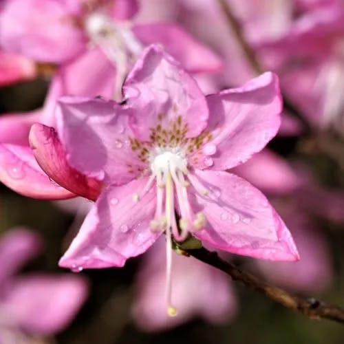 ミヤマツツジ（深山躑躅） (Rhododendron albrechtii)-i