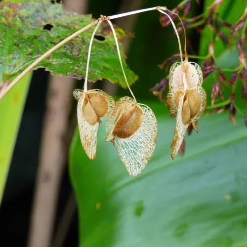 シキザキベゴニア（四季咲きベゴニア） (Begonia cucullata)-i