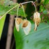 シキザキベゴニア（四季咲きベゴニア） (Begonia cucullata)-i