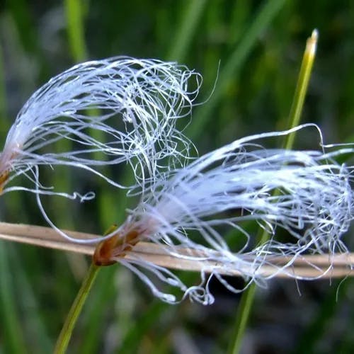 ヒメワタスゲ（姫綿菅） (Trichophorum alpinum)-i