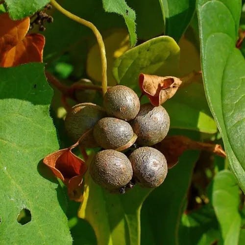 ナガイモ（長芋・長薯） (Dioscorea polystachya)-i