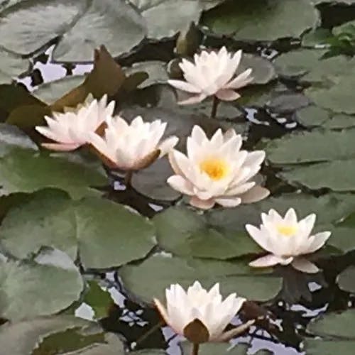 White water-lily (Nymphaea alba)-i