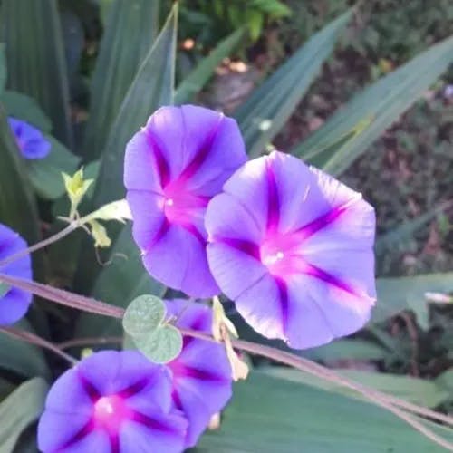 マルバアサガオ（丸葉朝顔） (Ipomoea purpurea)-i