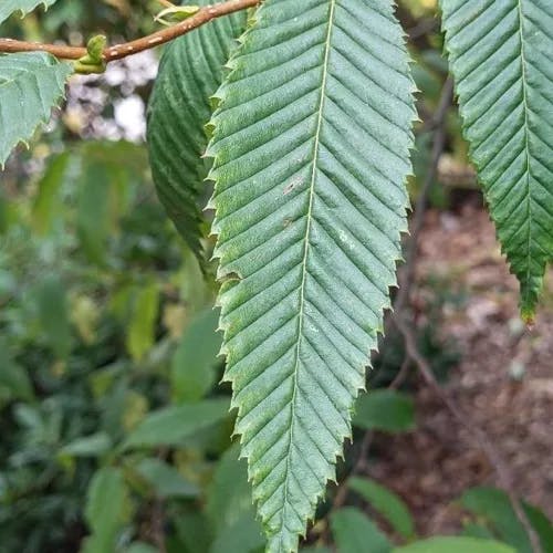 クマシデ（熊四手） (Carpinus japonica)-i