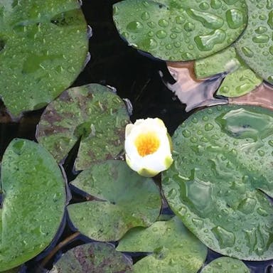 Pygmy water-lily