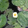 Pygmy water-lily (Nymphaea tetragona)-i