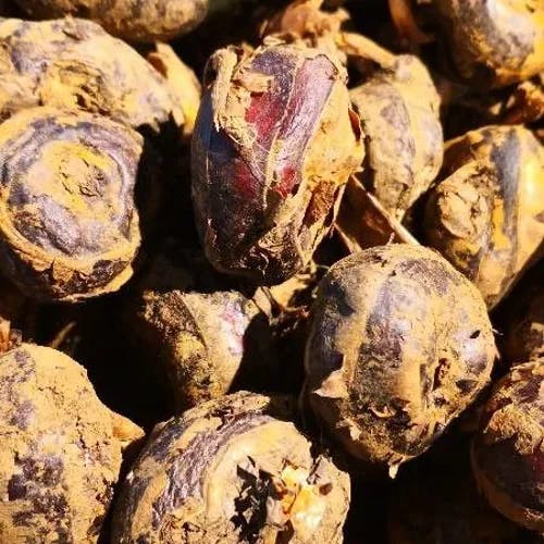 Chinese water chestnut (Eleocharis dulcis)-i