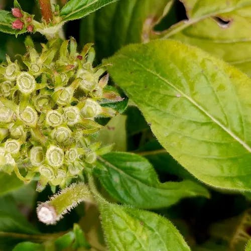 クササンタンカ（草山丹花） (Pentas lanceolata)-i