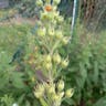 Large loosestrife (Lysimachia punctata)-i