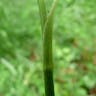 Meadow buttercup (Ranunculus acris)-i