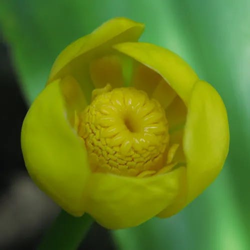 コウホネ（河骨） (Nuphar japonica)-i