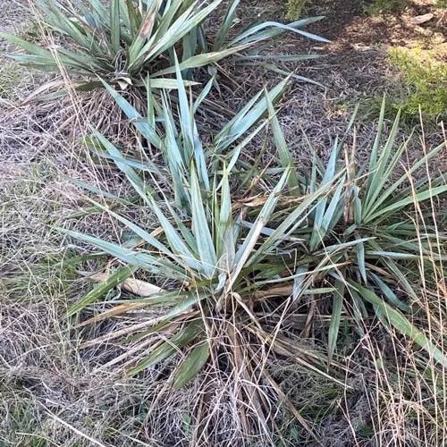 Twistleaf yucca (Yucca pallida)-i
