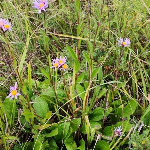 European michaelmas daisy (Aster amellus)-i