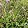 European michaelmas daisy (Aster amellus)-i