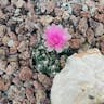 Spider cactus (Gymnocalycium denudatum)-i