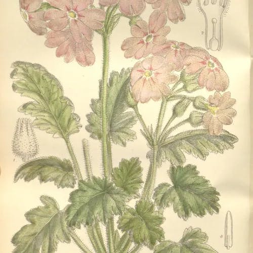 カンザクラ（寒桜（サクラソウ科）） (Primula sinensis)-i