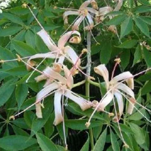 Pochote (Ceiba aesculifolia)-i