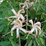 Pochote (Ceiba aesculifolia)-i