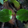 White pear (Apodytes dimidiata)-i