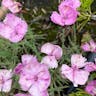 Cheddar pink (Dianthus gratianopolitanus)-i