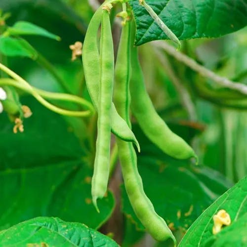 インゲンマメ（隠元豆） (Phaseolus vulgaris)-i