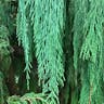 Kashmir cypress (Cupressus cashmeriana)-i