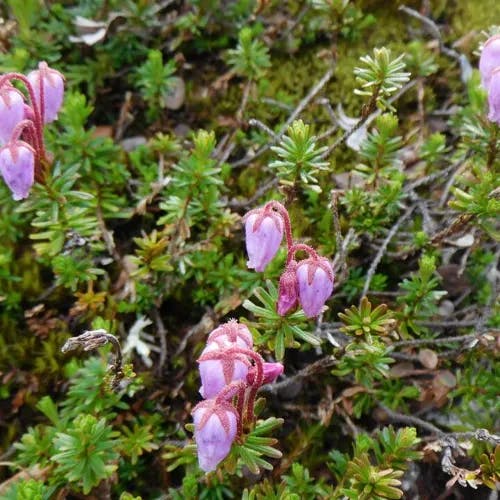 エゾノツガザクラ（蝦夷の栂桜） (Phyllodoce caerulea)-i