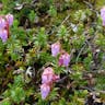 エゾノツガザクラ（蝦夷の栂桜） (Phyllodoce caerulea)-i