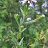 European michaelmas daisy (Aster amellus)-i