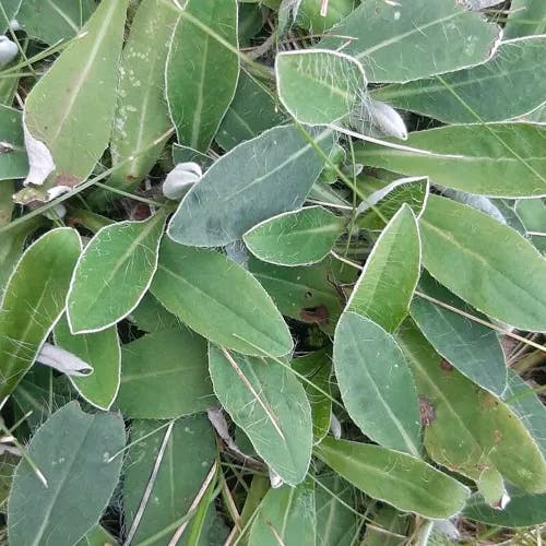 Mouse-ear hawkweed (Pilosella officinarum)-i