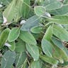 Mouse-ear hawkweed (Pilosella officinarum)-i
