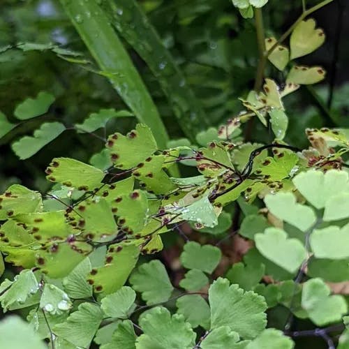 Delta maidenhair fern (Adiantum raddianum)-i