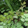 Delta maidenhair fern (Adiantum raddianum)-i