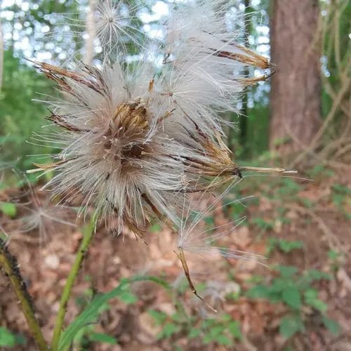 Yellow thistle (Cirsium erisithales)-i