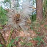 Yellow thistle (Cirsium erisithales)-i